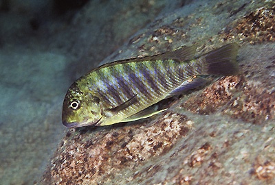 Simochromis diagramma 'Mtoto'